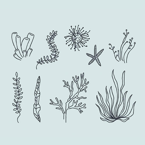 Aquatic Plants Doodles